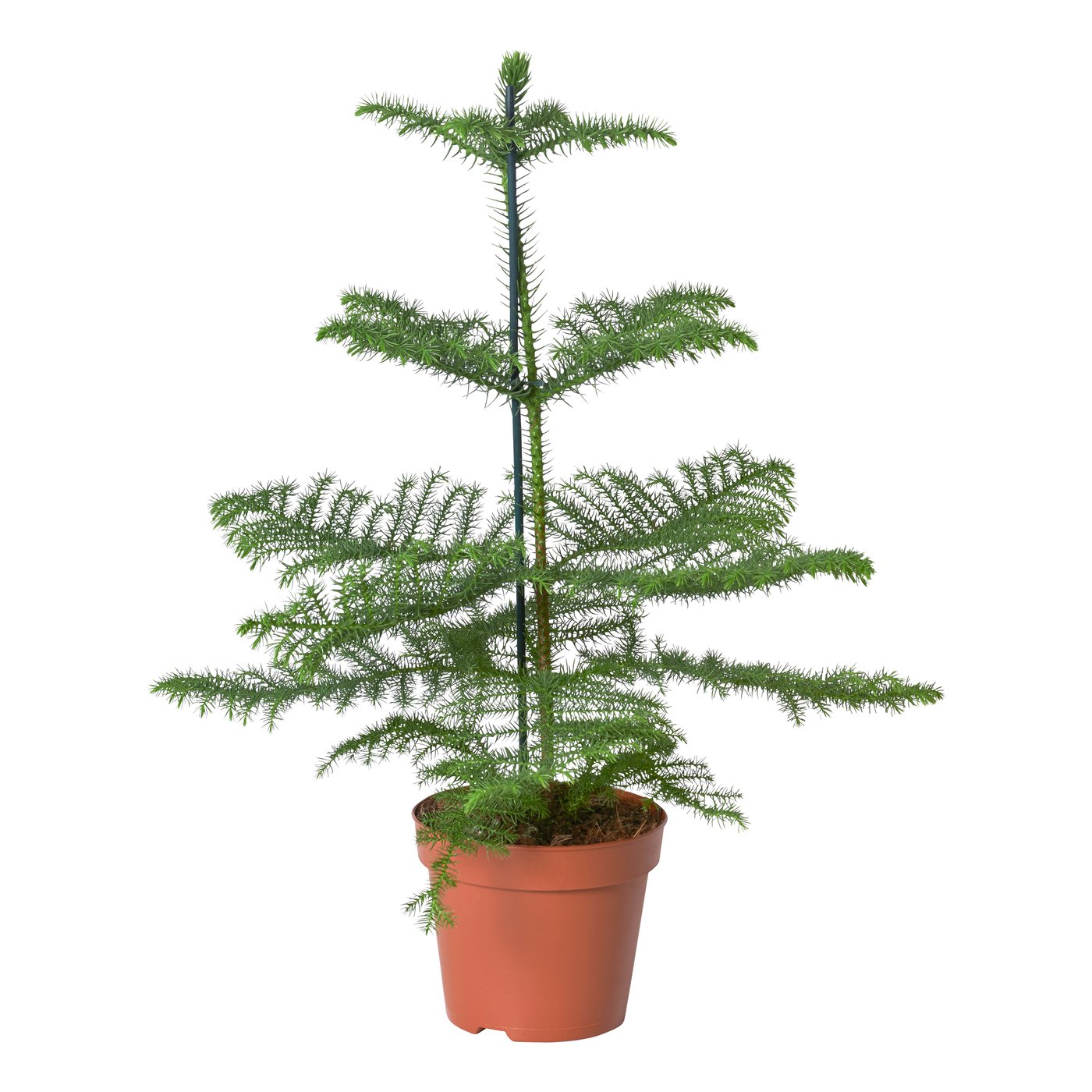 ARAUCARIA