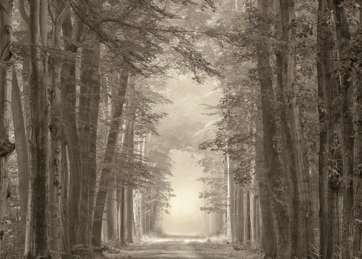 Картина, лесная дорога, 70x50 см