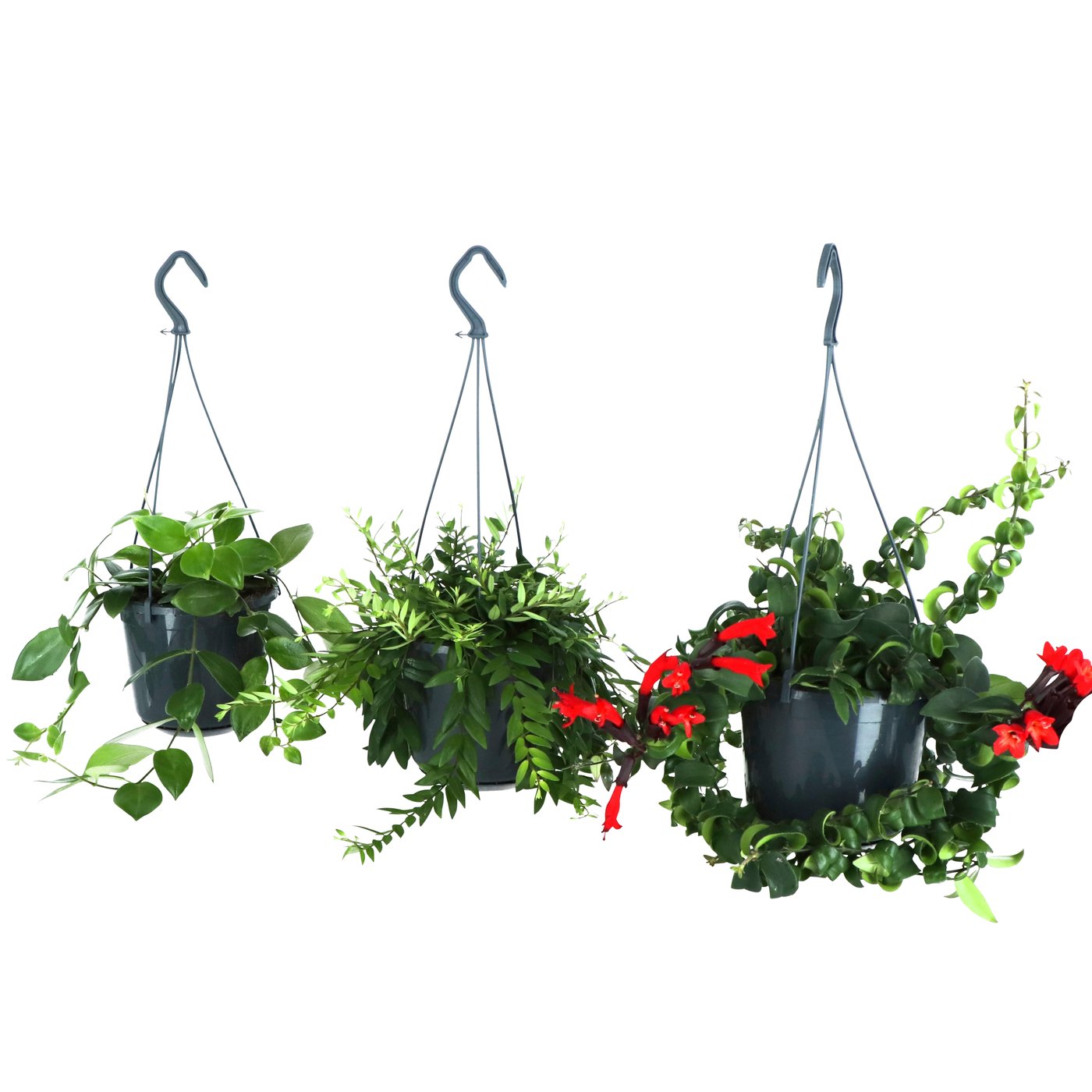 AESCHYNANTHUS