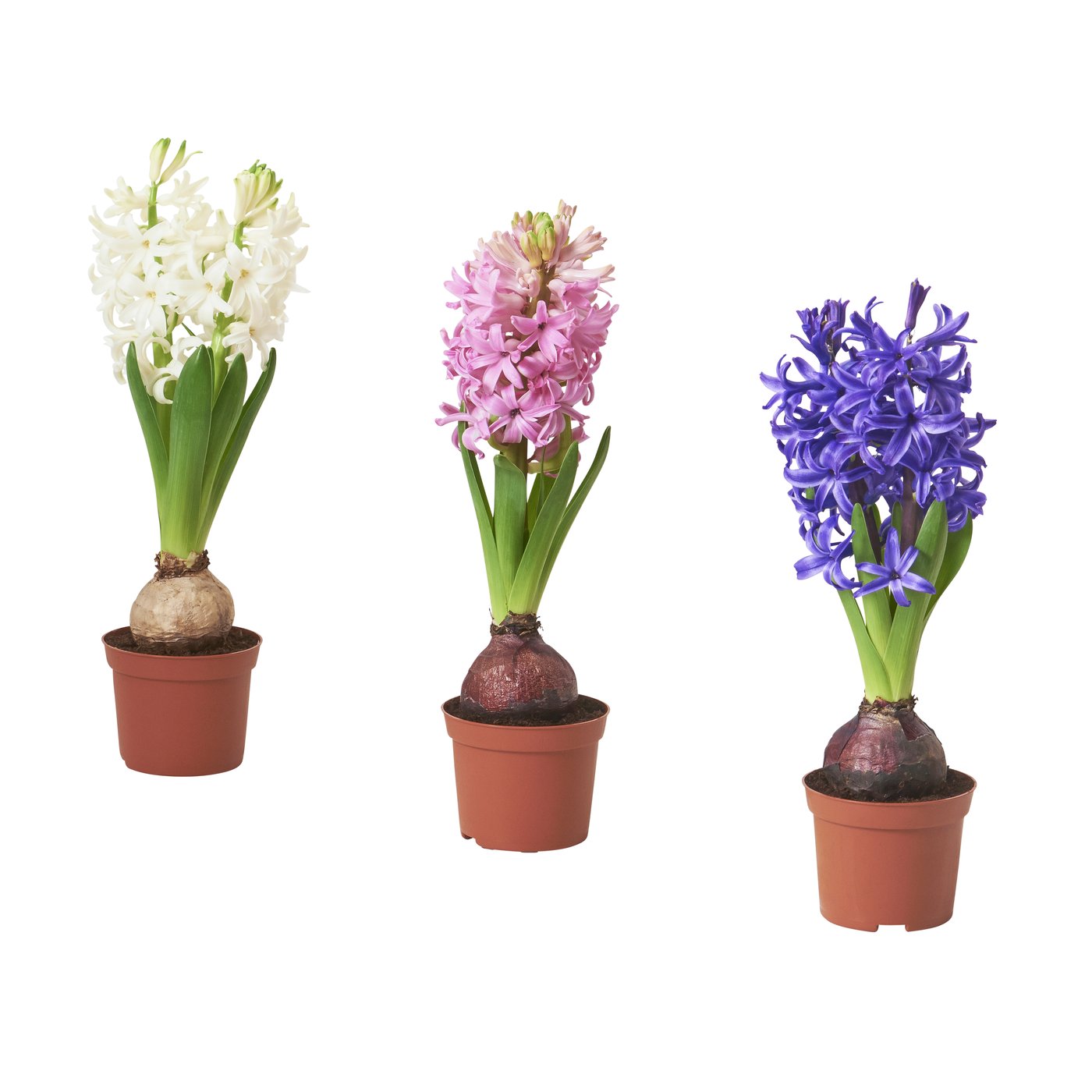 HYACINTHUS