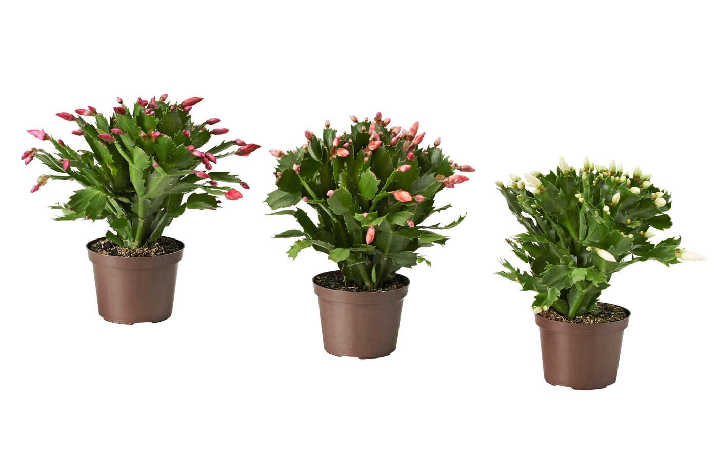 SCHLUMBERGERA