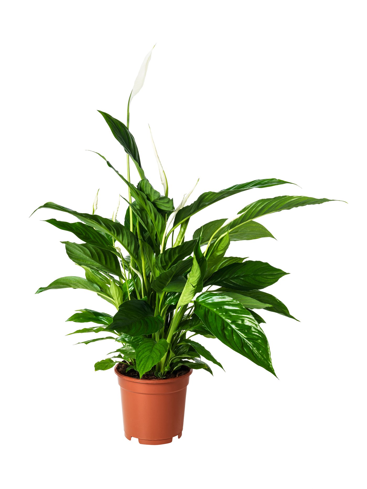 SPATHIPHYLLUM