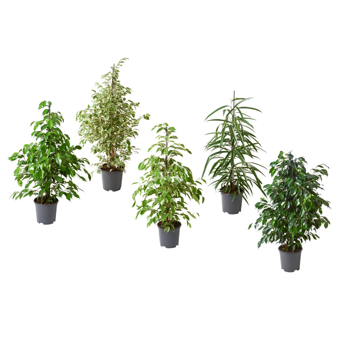 FICUS