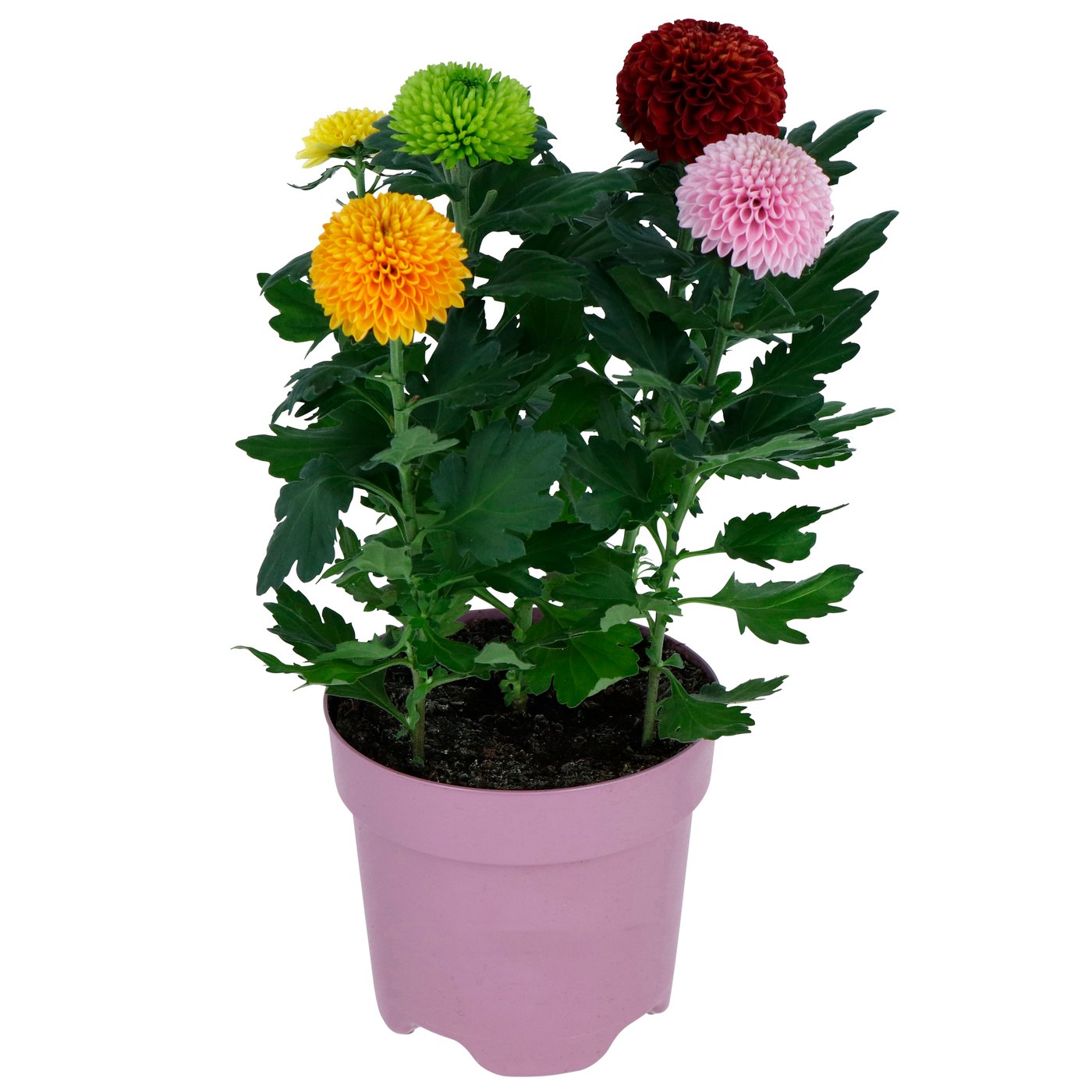 CHRYSANTHEMUM