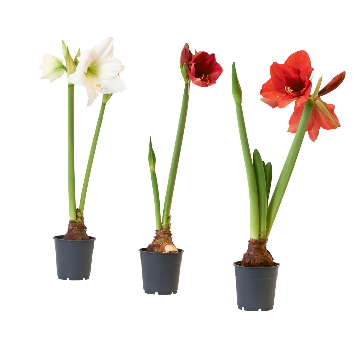 HIPPEASTRUM
