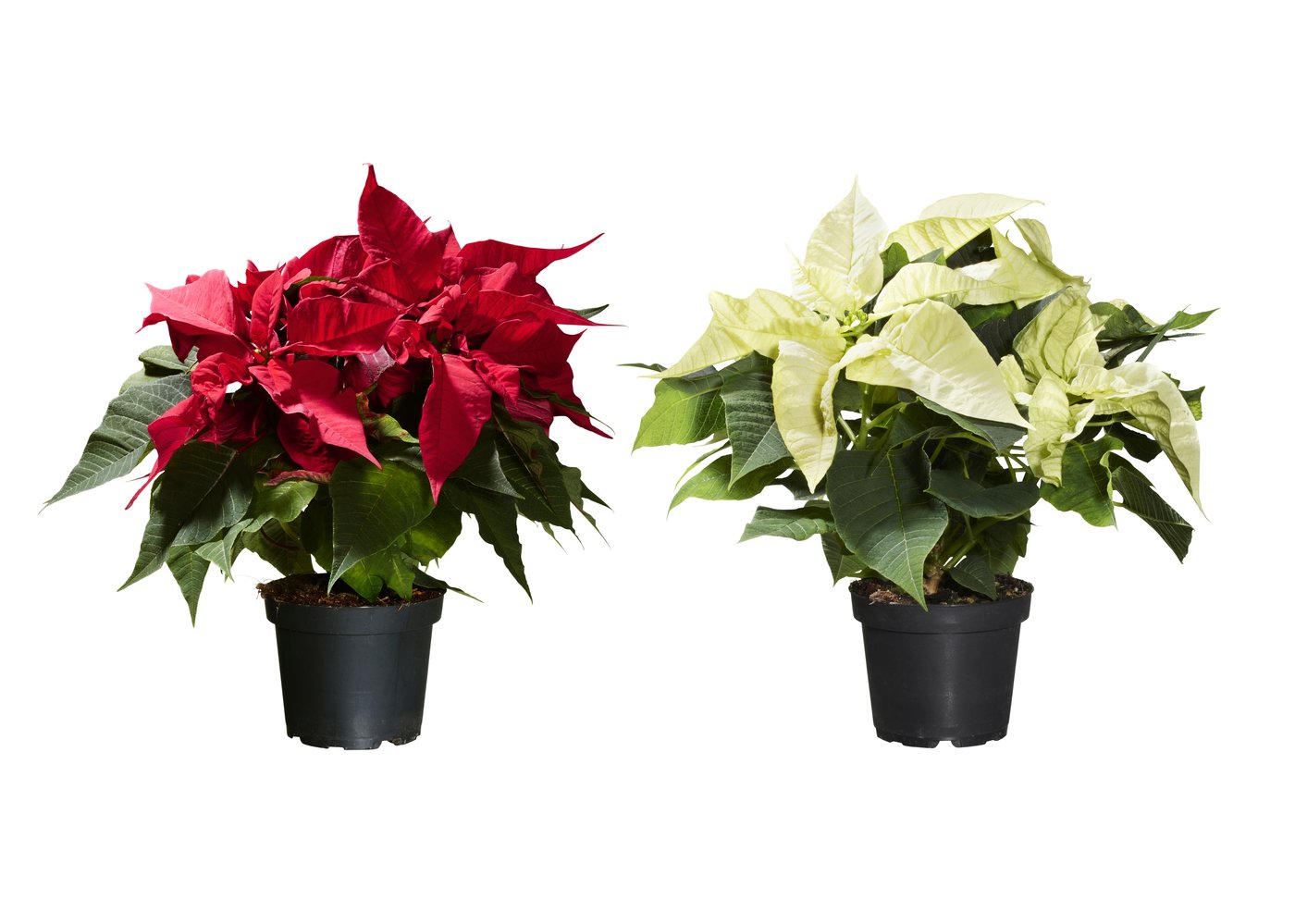 POINSETTIA
