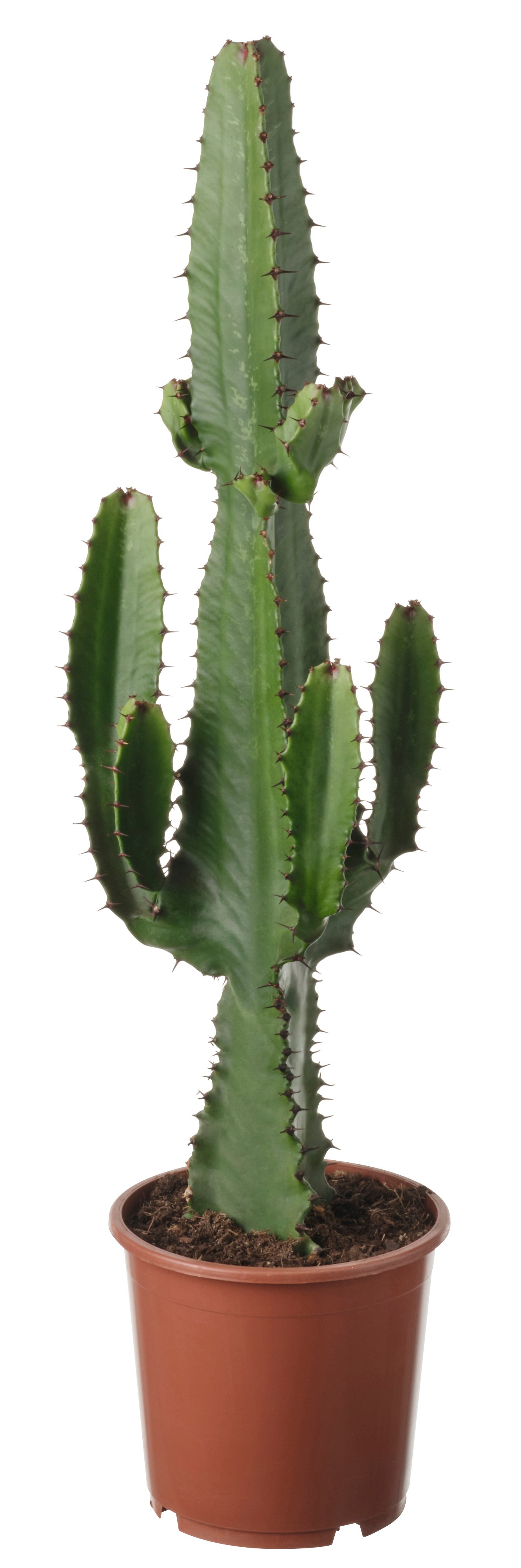 EUPHORBIA ACRURENSIS