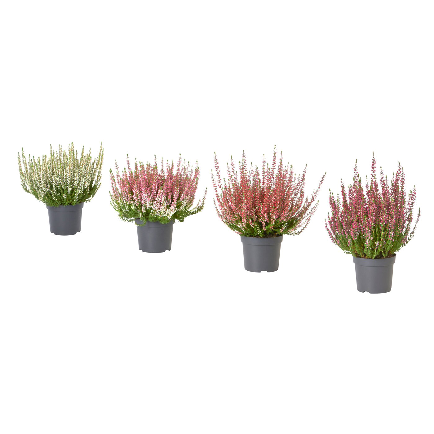 CALLUNA