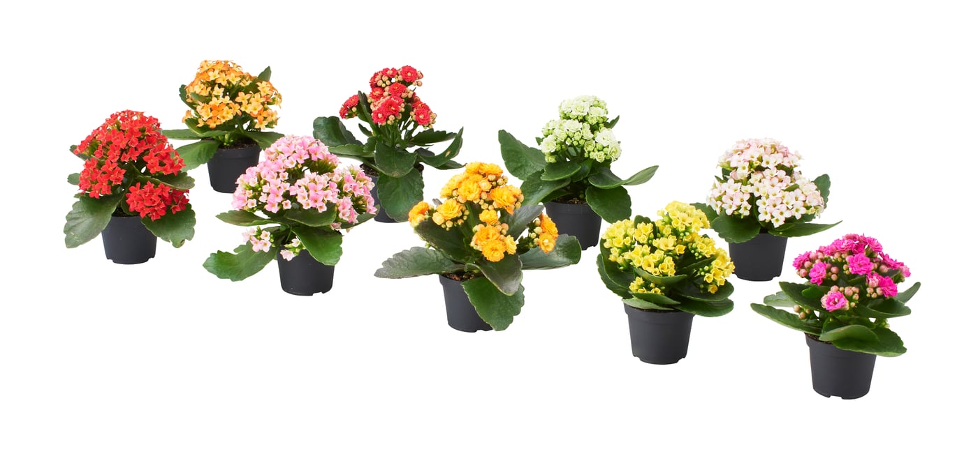 KALANCHOE