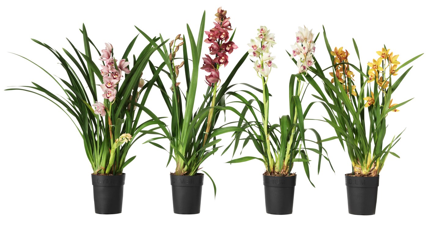 CYMBIDIUM
