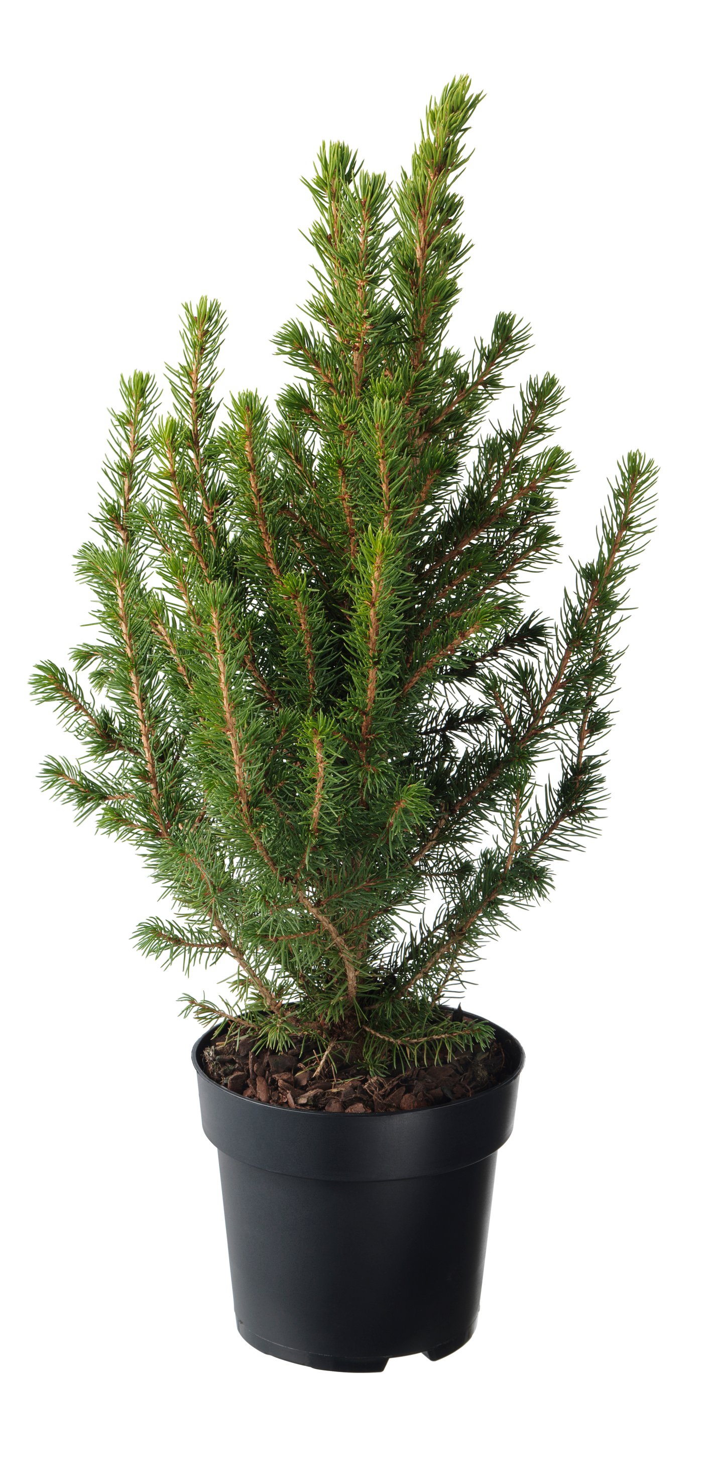 PICEA GLAUCA CONICA