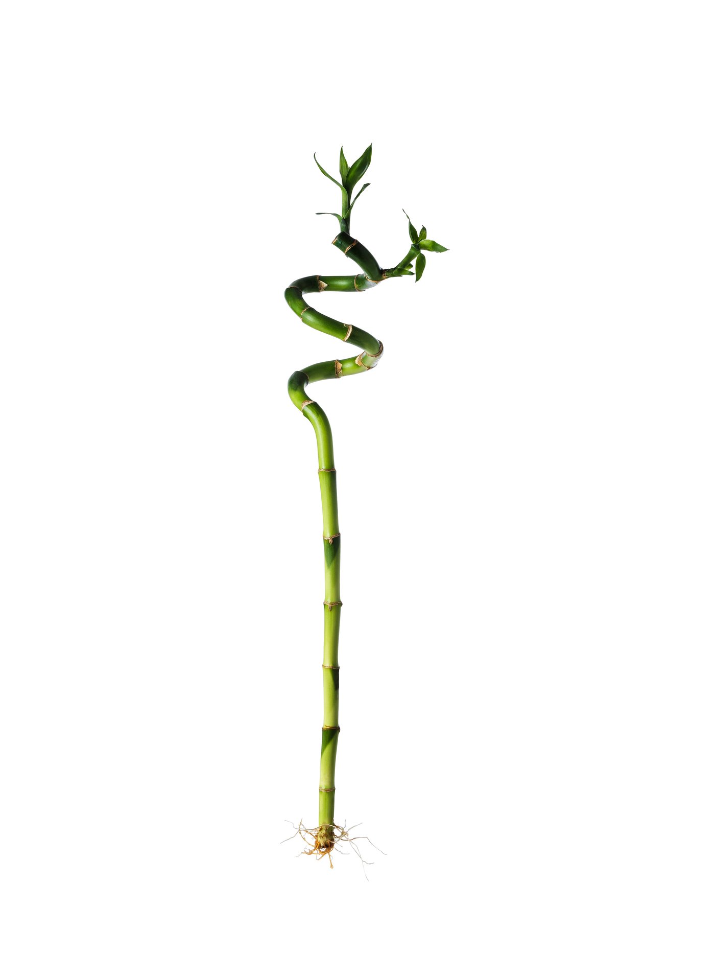 DRACAENA