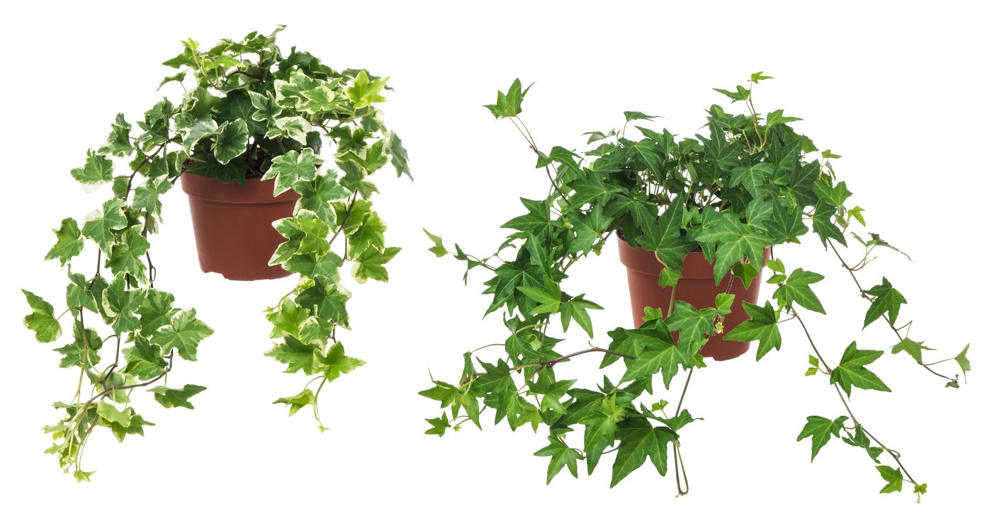 HEDERA HELIX