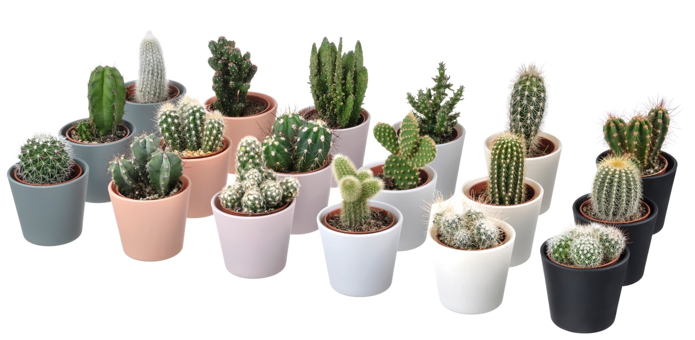 CACTACEAE
