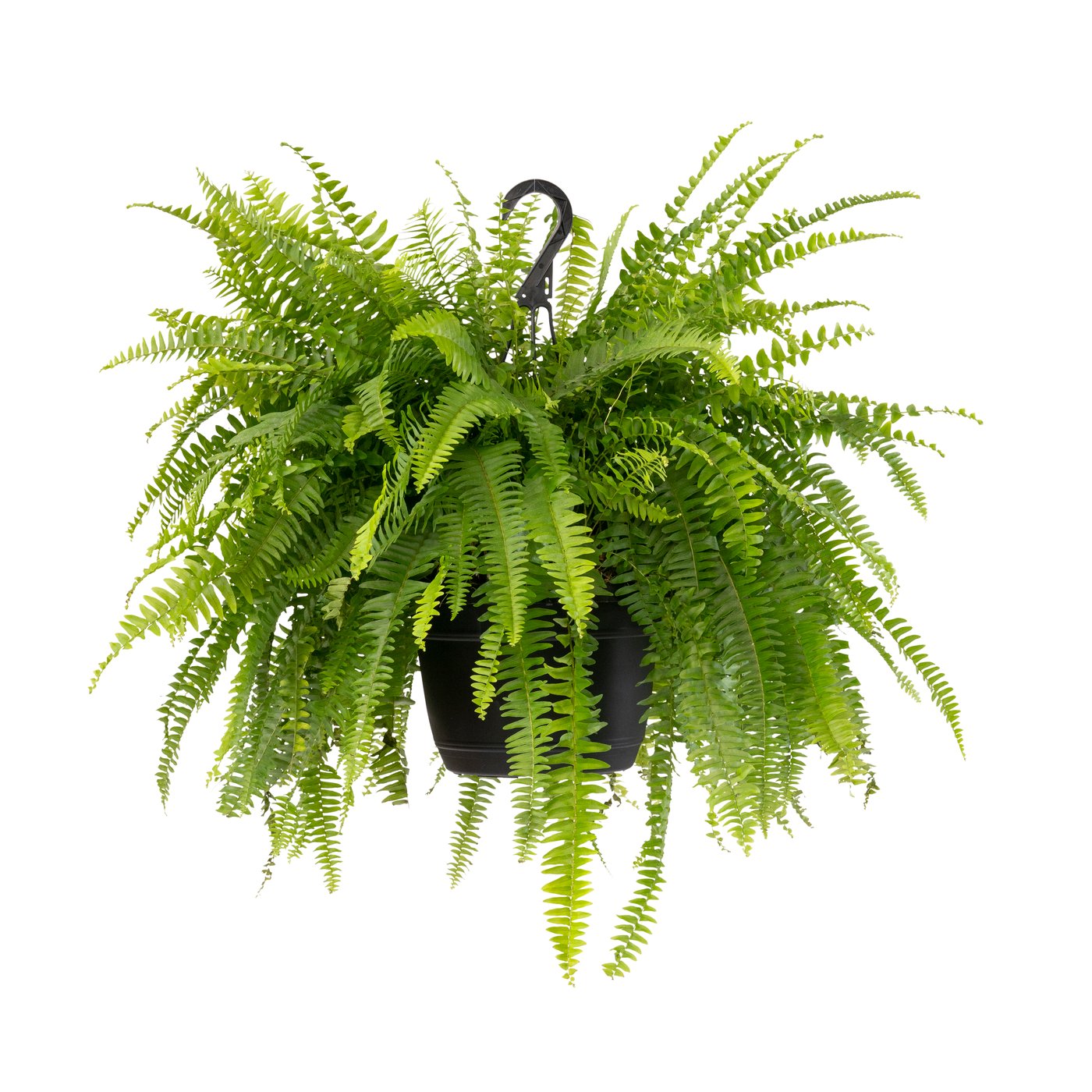 NEPHROLEPIS
