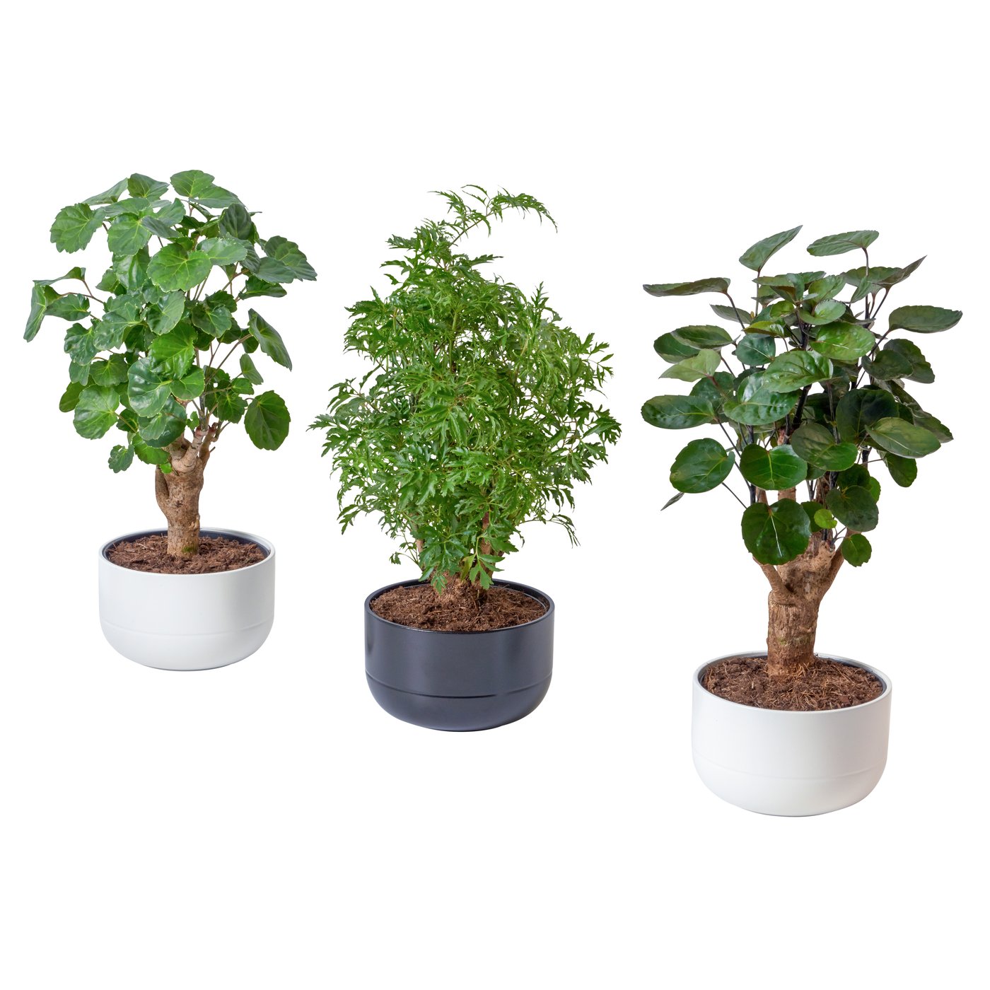POLYSCIAS