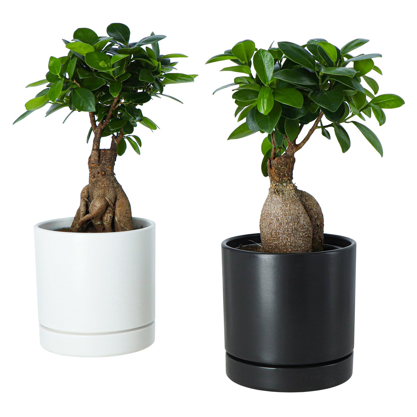FICUS