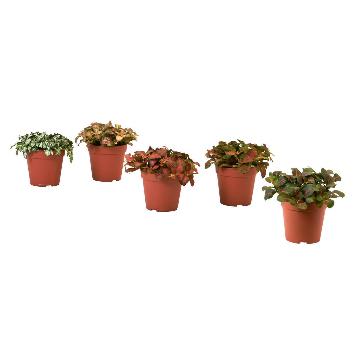 HYPOESTES