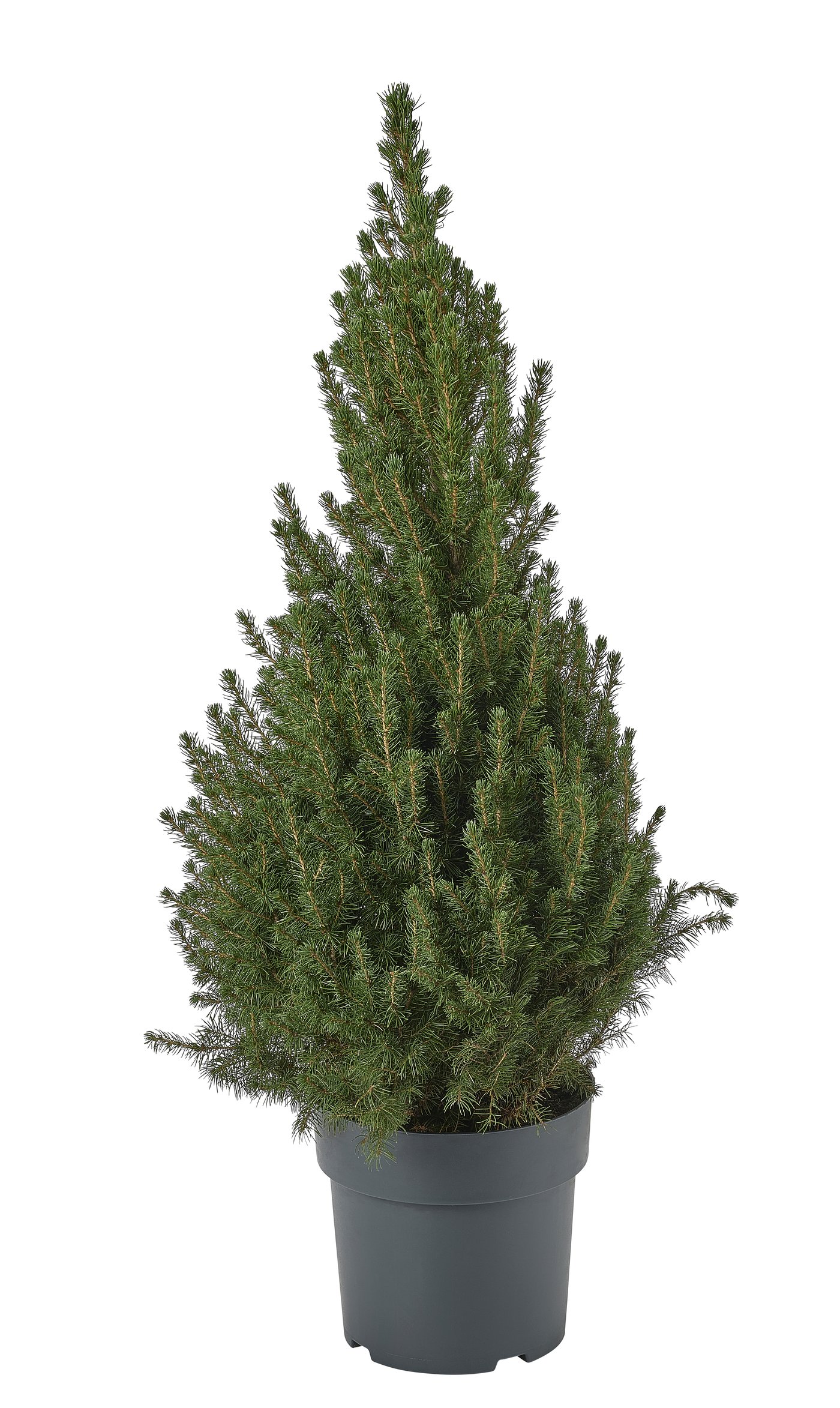 PICEA GLAUCA CONICA
