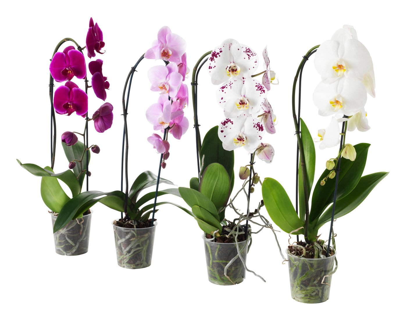 PHALAENOPSIS