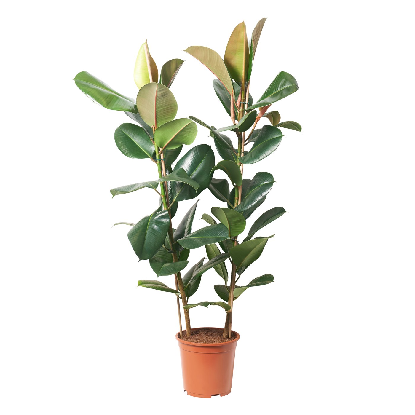 FICUS ELASTICA ROBUSTA