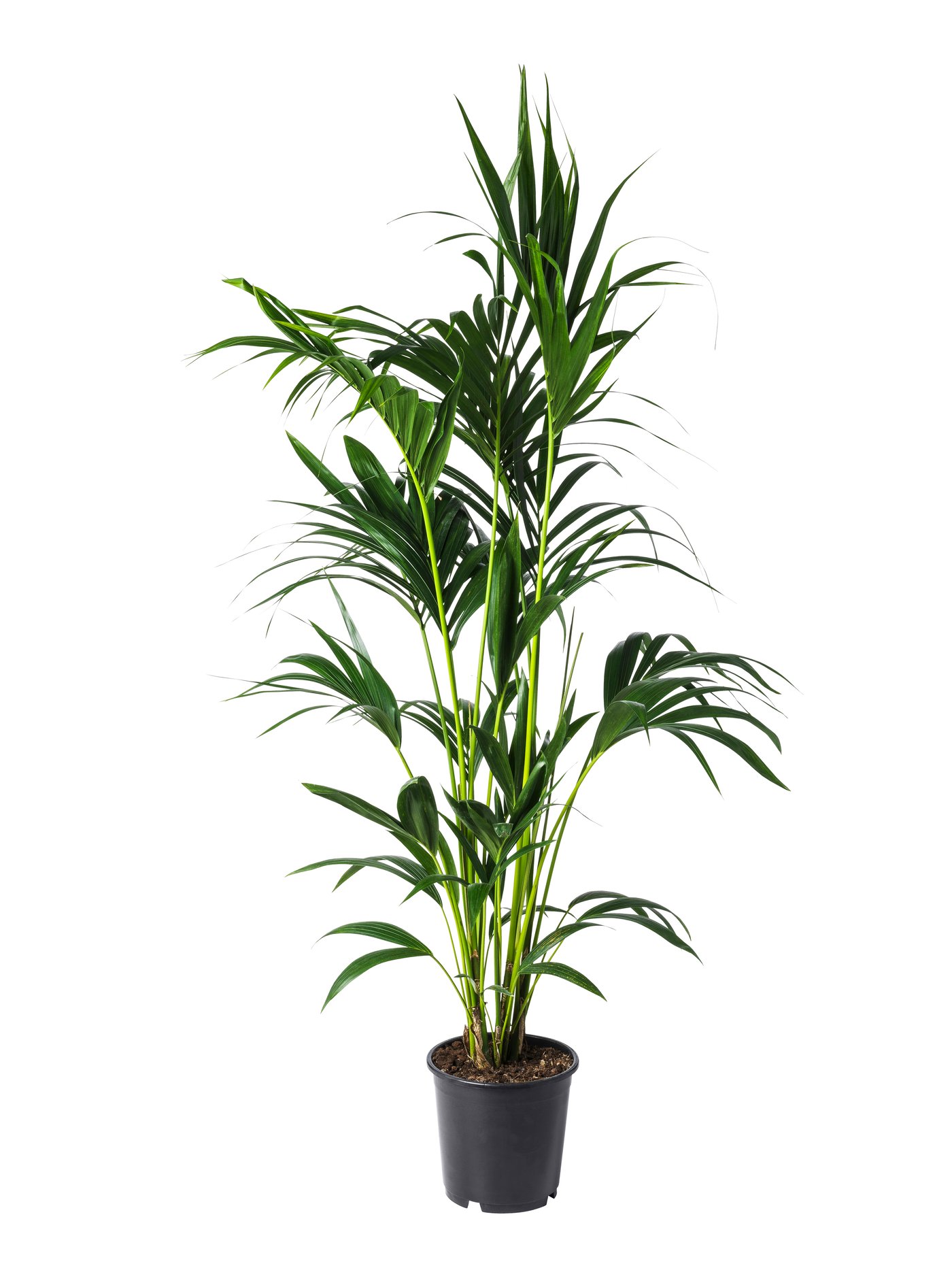 HOWEA FORSTERIANA