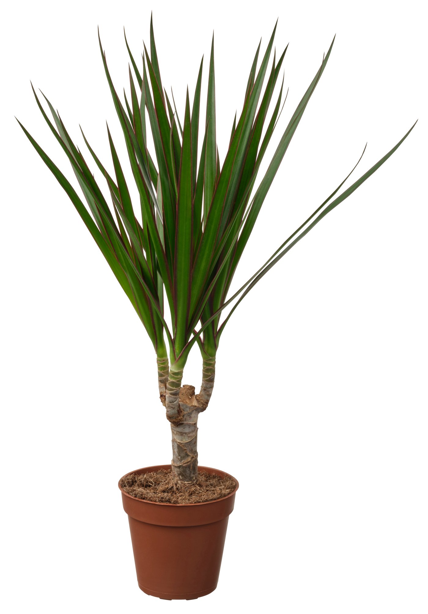 DRACAENA MARGINATA