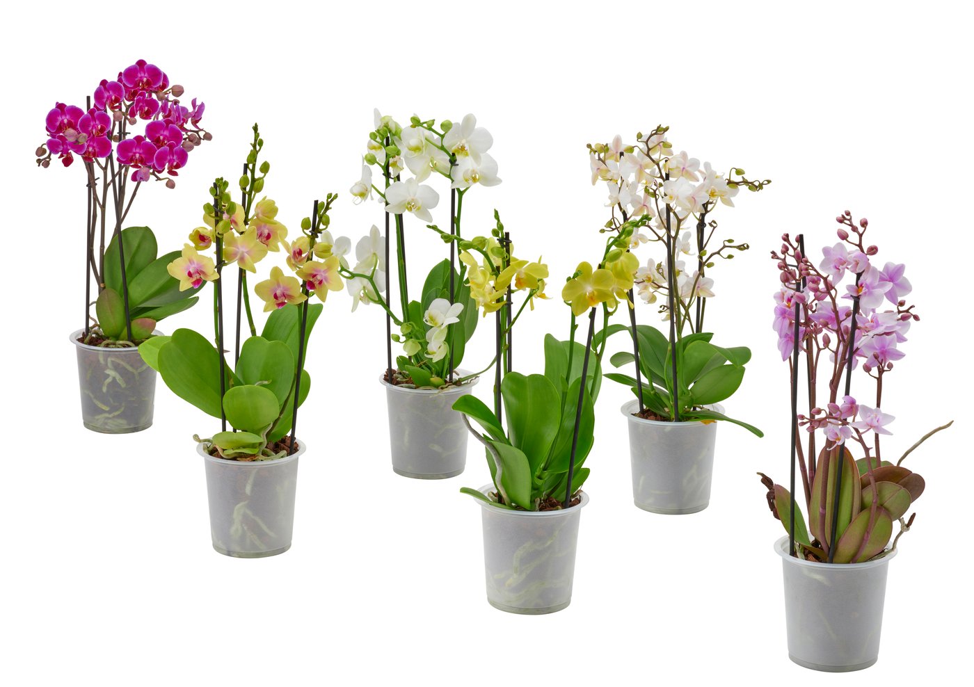 PHALAENOPSIS
