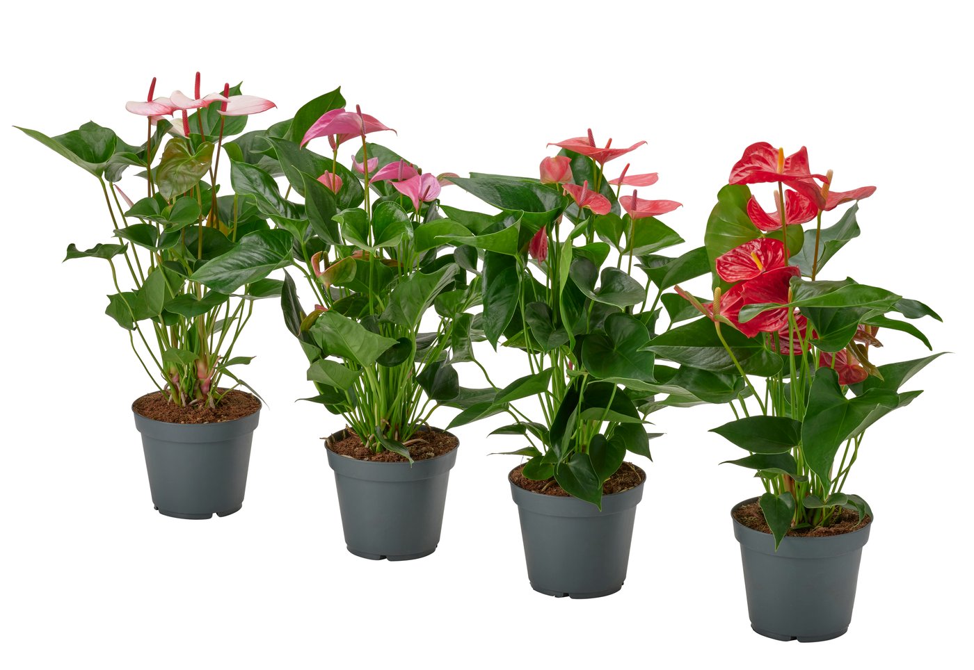 ANTHURIUM