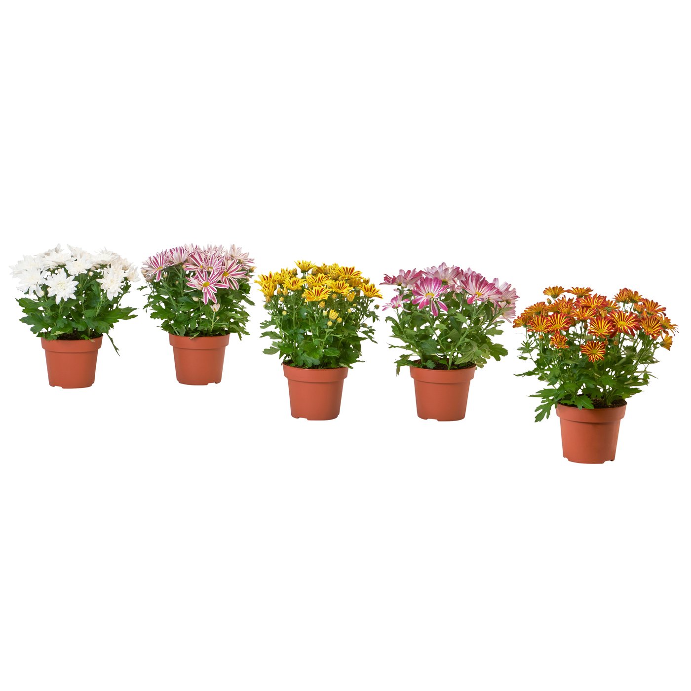 CHRYSANTHEMUM