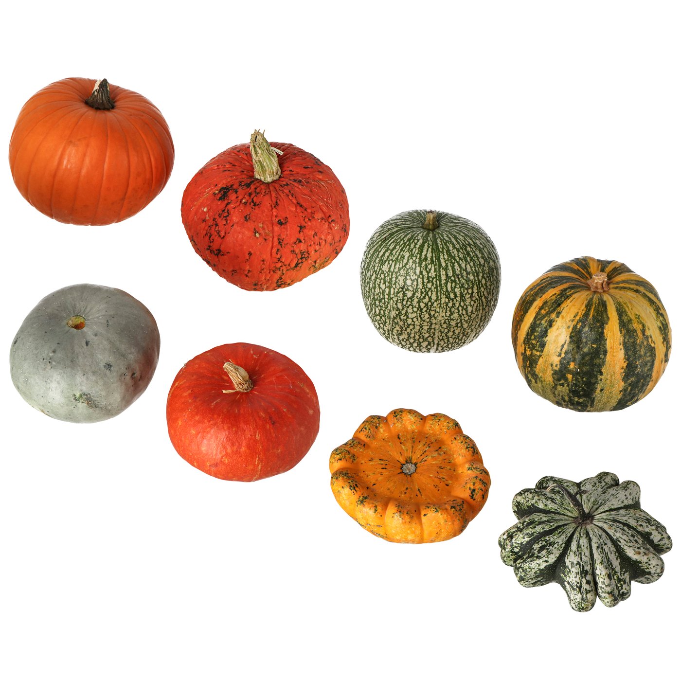 CUCURBITA