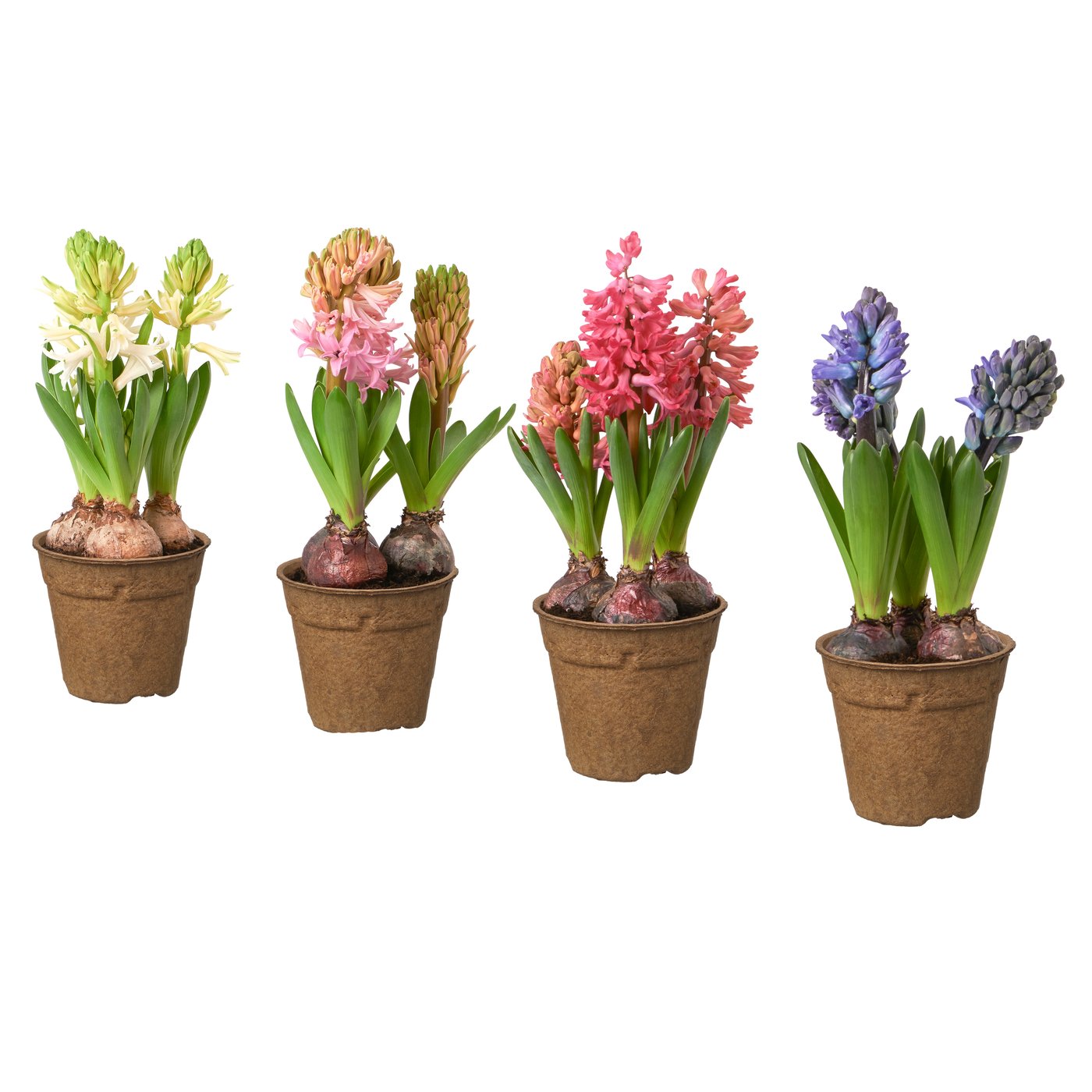 HYACINTHUS